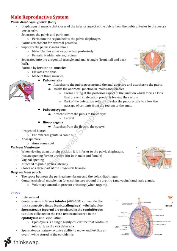 ANAT20006 Lecture Notes | ANAT20006 - Principles of Human Anatomy ...