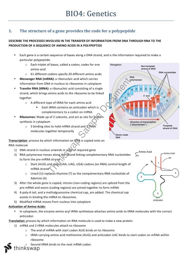 Genetics Year 12 Biology Notes | Biology - Year 12 HSC | Thinkswap