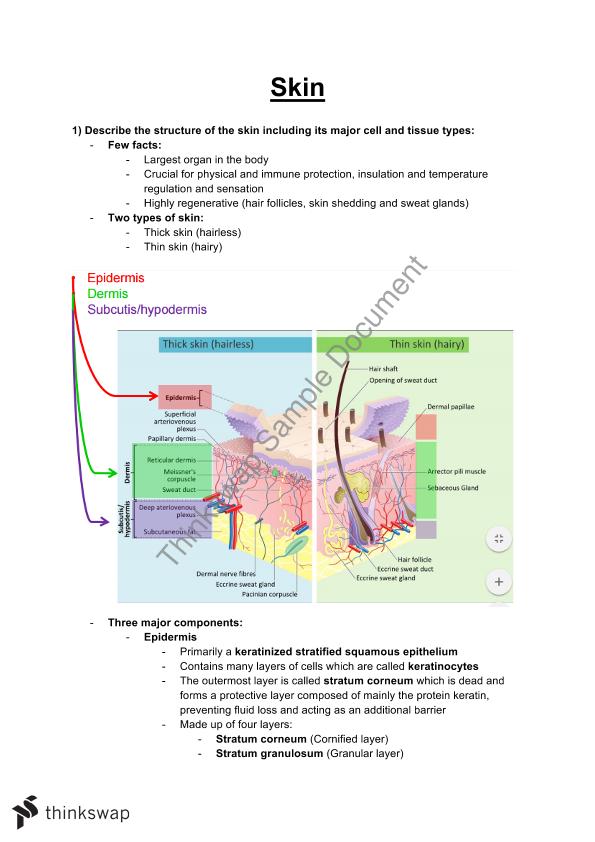 Major Body Structures | DEV2022 - Principles of Organ and Body Design