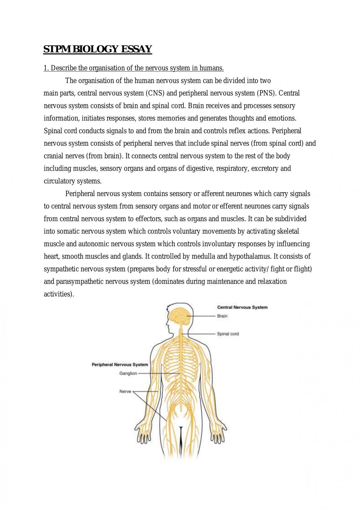 essay about importance of nervous system