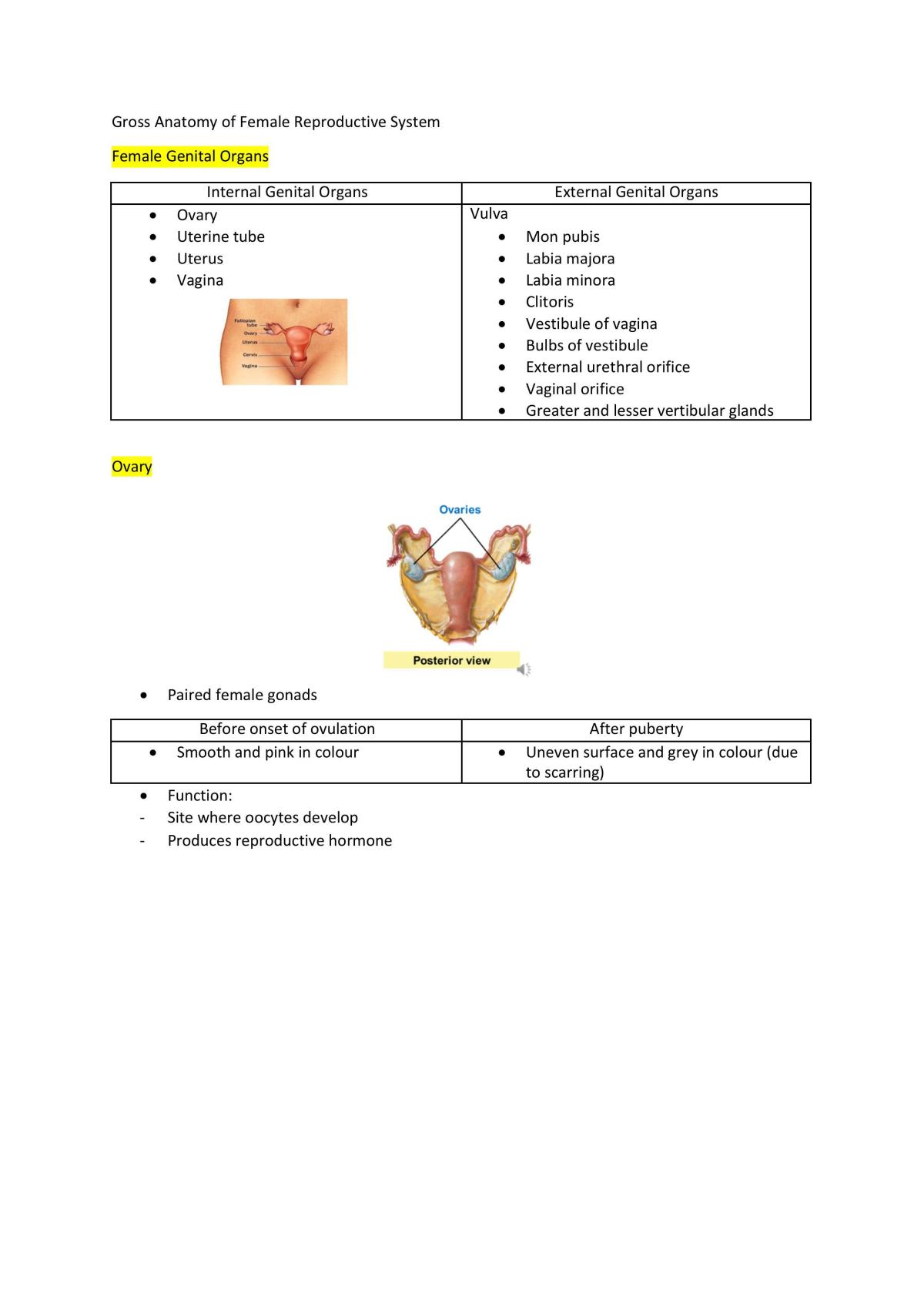 Female Reproductive Organ Anatomy: Overview, Gross Anatomy