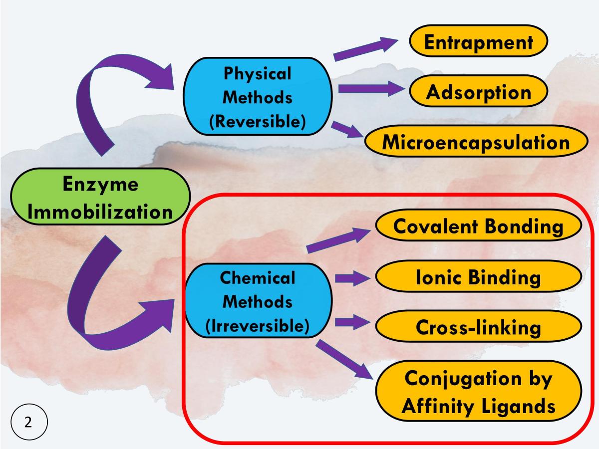 Chemical Methods Of Enzyme Immobilization | PPTC 6460309