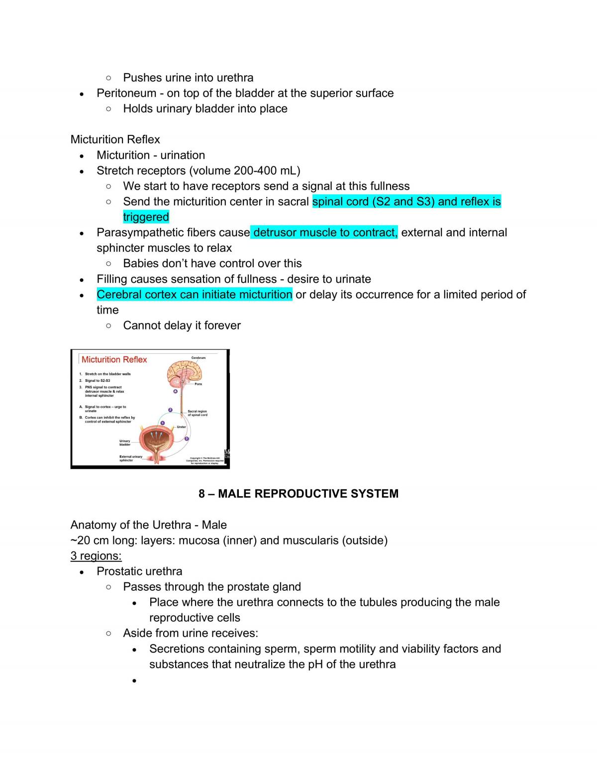 Complete Notes Forhuman Anatomy And Physiology Ii Kinesiol 2yy3 Human Anatomy And Physiology 6833