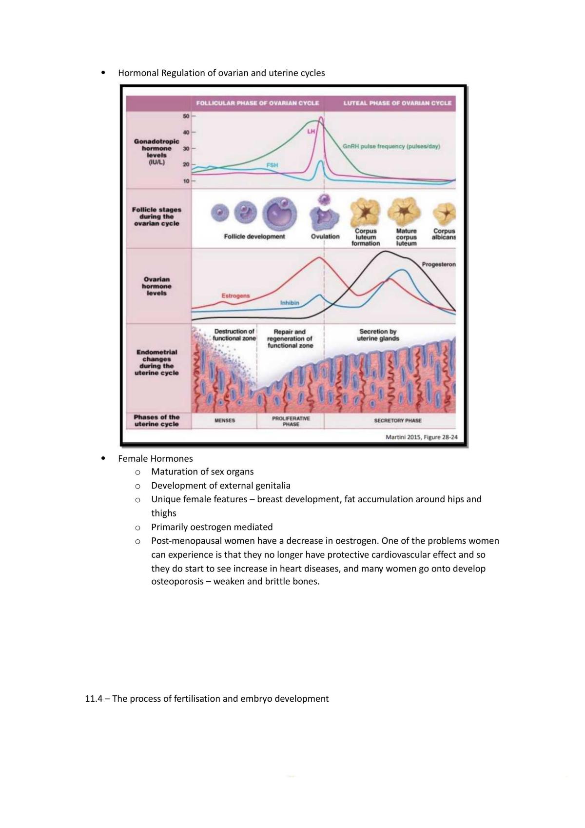 Human Physiology Notes Reproductive Lfs112 Human Physiology Usc Thinkswap 9568