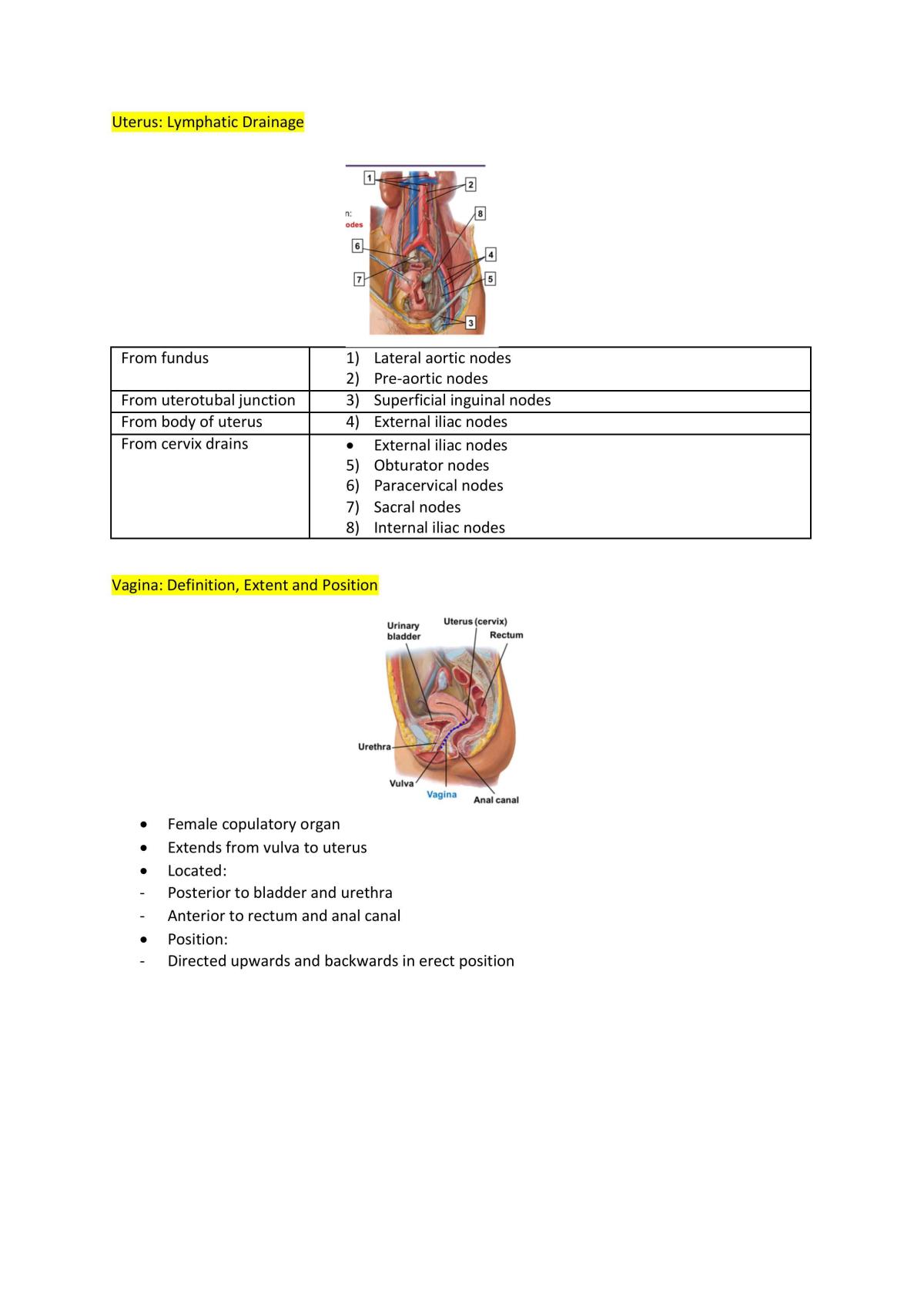 Pelvic Cavity Anatomical Model - Model Human Female Uterus Genitourinary  Lifesize - 3 Parts, Textbooks Medical Training, Educational Material :  : Industrial & Scientific
