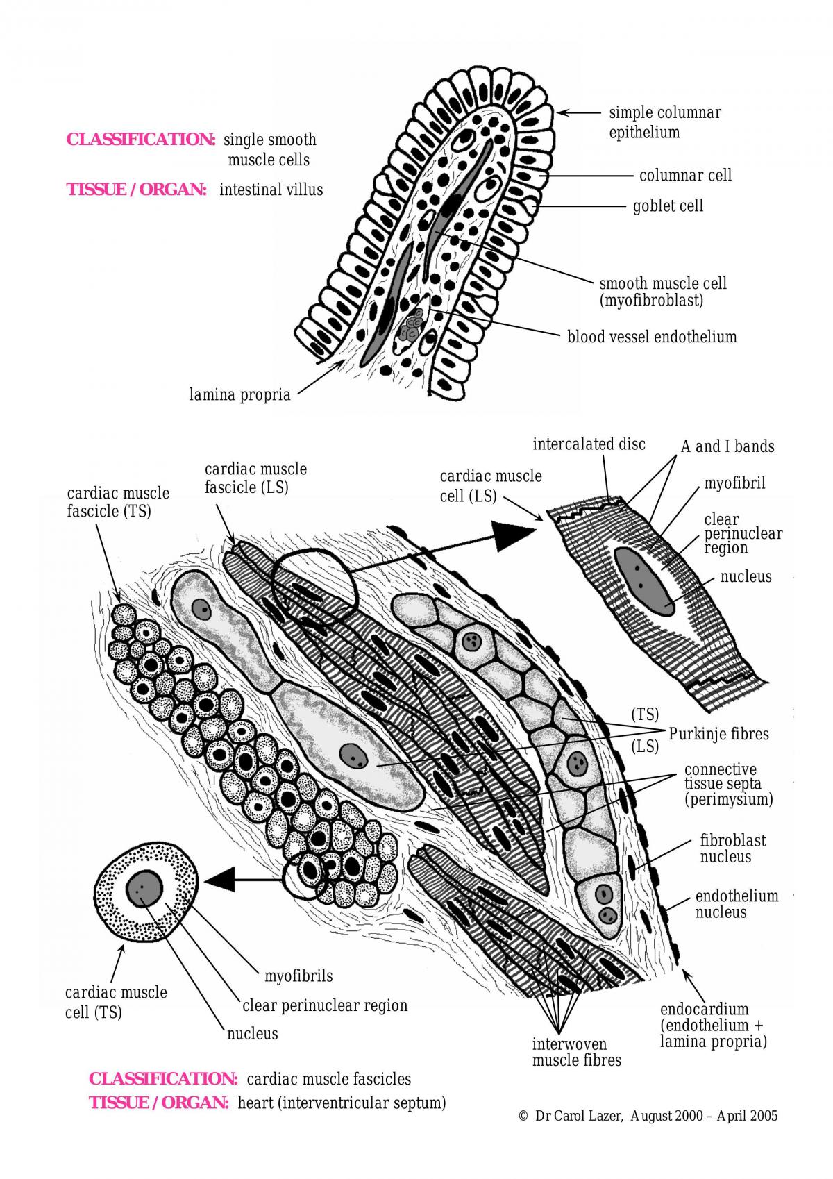 Basic Histology Diagrams in Colour ANAT2241 Histology Basic and